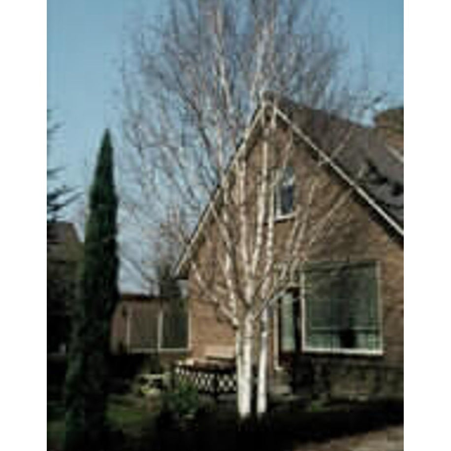 Himalajabjörk – Betula utilis 'Doorenbos' - 6/8 Feathered Cont.